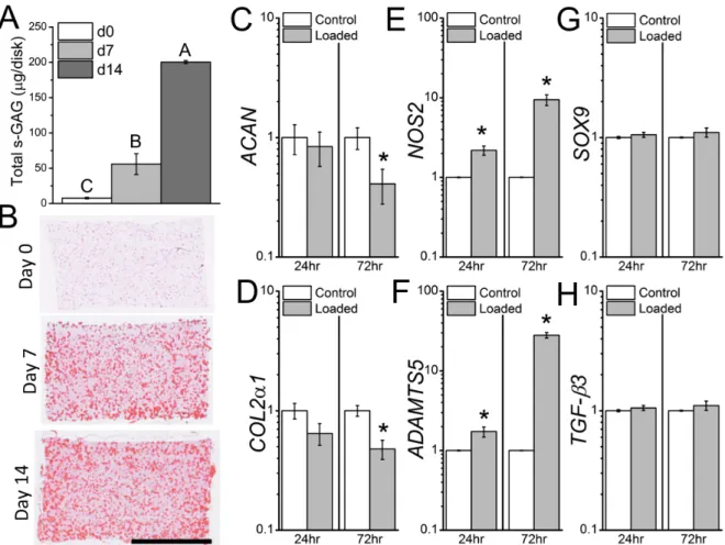 Figure 2.3: Loading without pre-culture. Without pre-culture, and the associated elaboration  of a pericellular matrix, mechanical loading suppresses matrix and enhances catabolic gene  expression