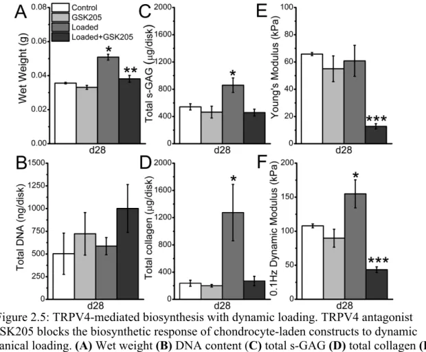Figure 2.5: TRPV4-mediated biosynthesis with dynamic loading. TRPV4 antagonist  GSK205 blocks the biosynthetic response of chondrocyte-laden constructs to dynamic  mechanical loading