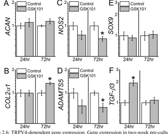 Figure 2.6: TRPV4-dependent gene expression. Gene expression in two-week pre-cultured  chondrocyte-laden agarose constructs 24hrs and 72hrs following TRPV4 agonist GSK101  treatment