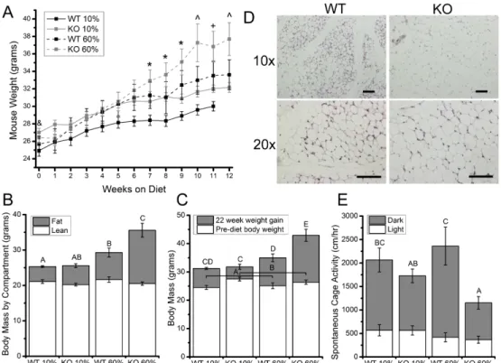 Figure 3.1: Trpv4 -/-  mice exhibit increased adiposity in response to high-fat feeding