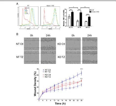 Fig. 6 Endothelin A2 (Endo II) promotes trastuzumab-induced human epidermal growth factor receptor 2 (HER2) internalization and suppression ofHER2-positive cancer cell motility
