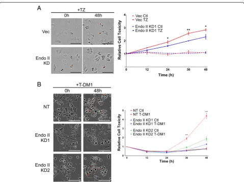 Fig. 7 Endothelin A2 (Endo II) promotes the cytotoxicity of trastuzumab and T-DM1 in human epidermal growth factor receptor 2-positivewith or without trastuzumab emtansine (T-DM1) (50 ng/ml) in medium supplemented with PI compared to untreated control (Ctl