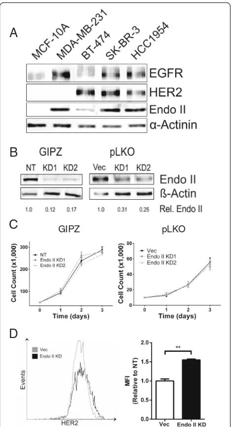 Fig. 2 Elevated surface human epidermal growth factor receptor 2expression of two different shRNAs from GIPZ or pLKO lentiviralvectors resulted in stable knock-down (KD) of Endo II