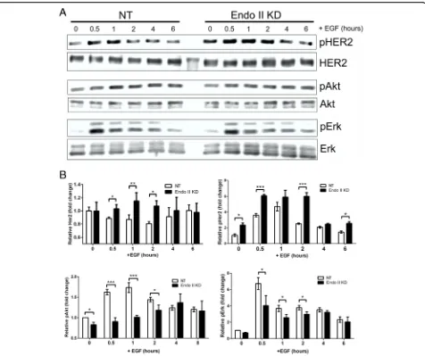 Fig. 3 Impaired human epidermal growth factor receptor 2 (HER2) signaling upon endothelin A2 (Endo II) silencing in HER2-positive cancer cells.a Serum-starved HCC1954 GIPZ non-targeting (NT) and Endo II knock-down (KD)1 cells were treated with or without e