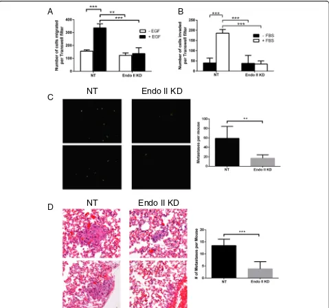 Fig. 5 Endothelin A2 (Endo II) promotes human epidermal growth factor receptor 2 (HER2)-positive cancer cell motility and tumor metastasis.HCC1954 pGIPZ NT and Endo II KD1 cells were seeded in Transwell inserts coated with Matrigel and allowed to invade th