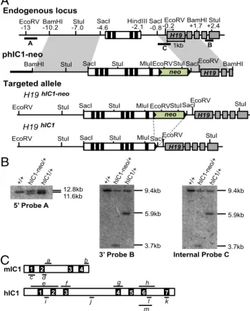 Fig. 1. Targeting strategy to generate the H19 hIC1 allele. (A) Schematics of the endogenous locus, targeting vector (phIC1-neo), correctly targeted allele (H19 hIC1-neo ), and targeted allele after excision of the neoR cassette (H19 hIC1 ).