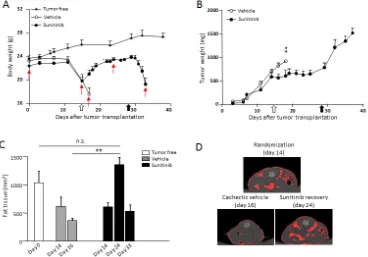 Figure 4: Sunitinib prevents C26-induced cachexia. A, C26 cells (1x106) were inoculated subcutaneously in the upper right flank of BALB/c mice