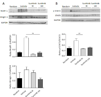 Figure 6: Skeletal muscle wasting is prevented by sunitinib through inhibition of MuRF-1 and p-STAT3