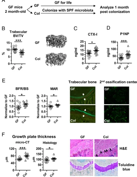 Fig. 1. Microbiota promote bone turnover and en- en-dochondral ossification after short-term colonization in adulthood