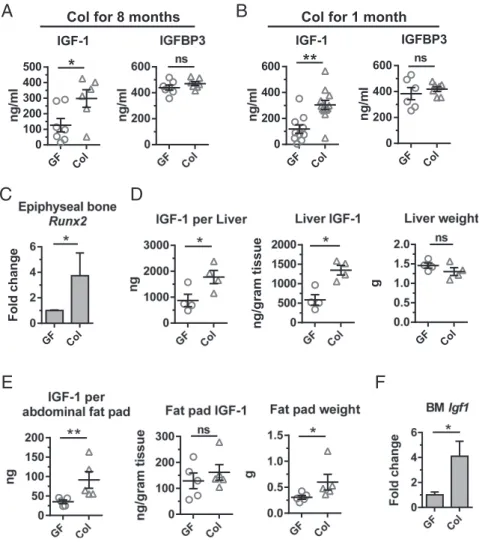Fig. 3. Microbiota increase systemic and local IGF-1.