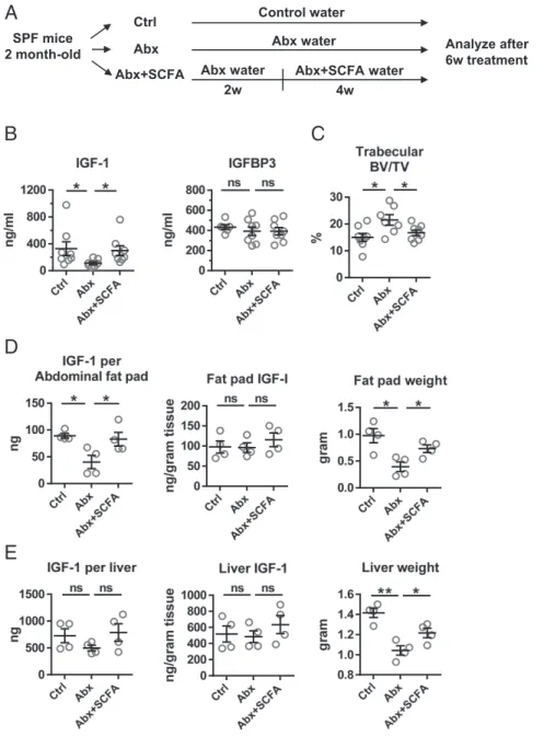 Fig. 5. SCFA supplementation increases IGF-1 and decreases bone mass in antibiotic-treated mice