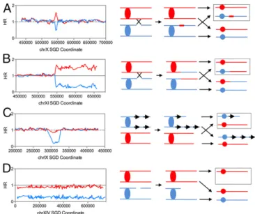 Fig. 1. Examples of LOH and other genomic rearrangements detected by microarray. (A) Microarray analysis of a gene conversion event on  chromo-some X in isolate DZ12-3