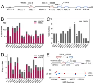 Fig. 4. CNV of repeated genes in strains with low levels of DNA polymerase δ. The copy numbers of each class of repeat were determined by DNA  se-quencing, using the number of “reads” for each repeat relative to the number of reads for single-copy sequence