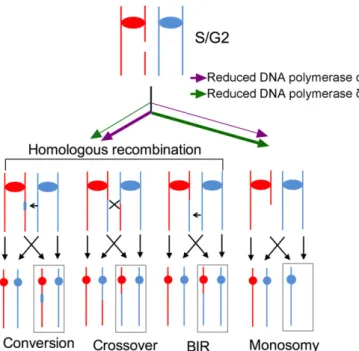 Fig. 6. Different patterns of chromosomal alterations caused by lowered expression of POL1 and POL3
