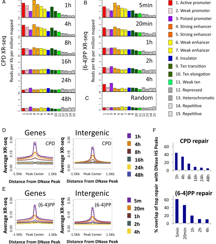 Fig. 3. Effect of chromatin state on repair. (A) XR-seq read coverage was calculated over genomic intervals assigned to each of the chromatin states pre- pre-dicted for NHLF cells (ENCODE)