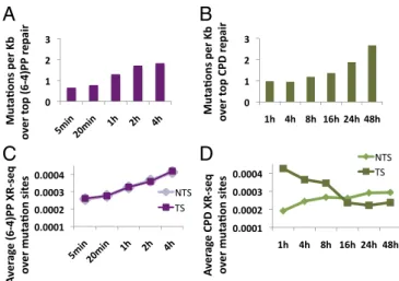 Fig. 6. Repair at late time points is associated with higher somatic-mutation rates. (A) The number of melanoma-linked mutations per kilobase that overlap the top 1% of repair windows was calculated for (6-4)PP repair at the different time points