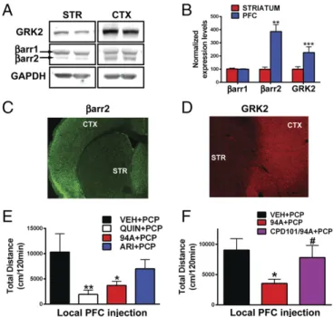 Fig. 2. Cortical and striatal expression patterns of βarr2 and GRK2 as well as D2R PFC agonism