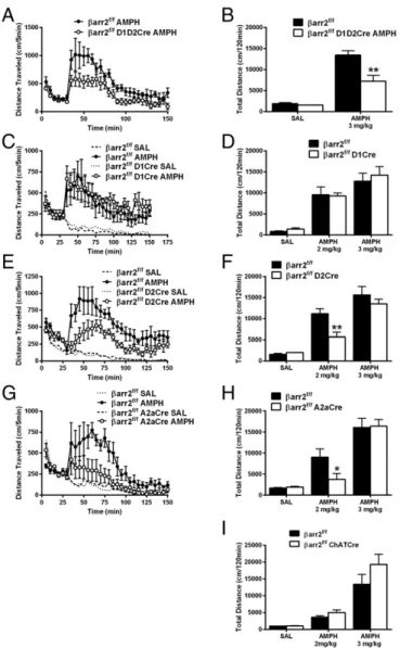 Fig. 4. Deletion of βarr2 in D2R-expressing neurons inhibits the AMPH re- re-sponse. (A) βarr2 f/f mice were crossed with both D1Cre and D2Cre mice to delete βarr2 in all striatal neurons simultaneously to generate βarr2 f/f D1D2Cre and injected with 3 mg/