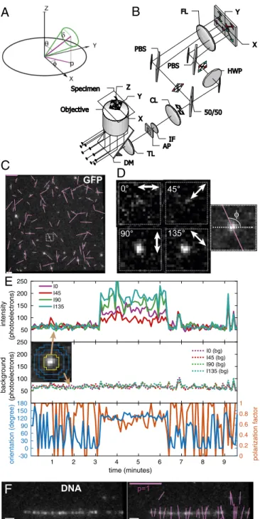 Fig. 1. Imaging orientation of fluorescent single molecules with instanta- instanta-neous FluoPolScope