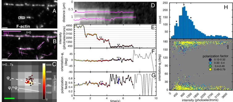 Fig. 2. Position and orientation of AF488-phalloidin bound to F-actin in vitro. (A) Fluorescence image of F-actin stained with AF488-phalloidin (2 nM in actin polymerization buffer) at the start of image sequence