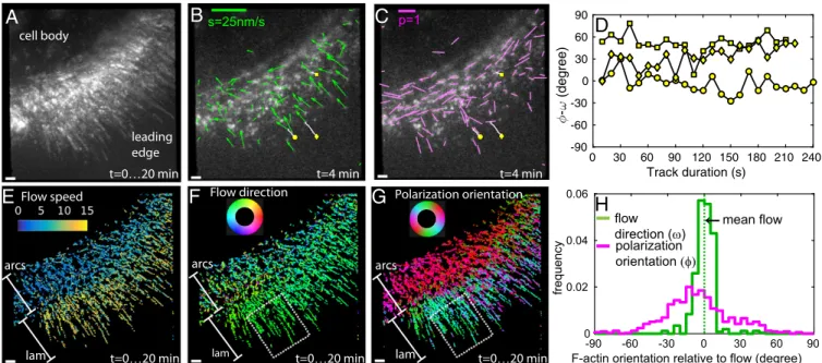 Fig. 3. Position and orientation of AF488-phalloidin bound to F-actin during retrograde flow in live cells