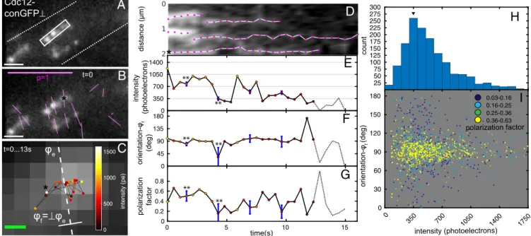 Fig. 4. Position and orientation of single septin-conGFP⊥ particles in live A. gossypii
