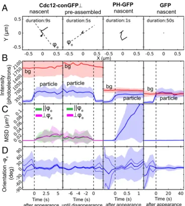 Fig. 5. Fluctuation analysis of orientation, position, and intensity of Cdc12- Cdc12-conGFP ⊥, PH-GFP, and GFP particles
