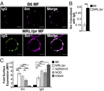 Fig. 1. Autoimmune-prone MFs accumulate IgG-ICs on the cell membrane.