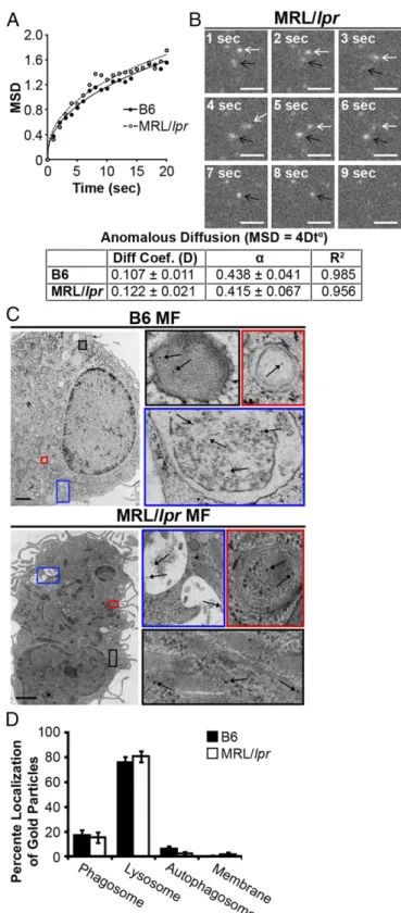 Fig. 2. MRL/lpr MFs phagocytose and traffic IgG-ICs to lysosomal structures.