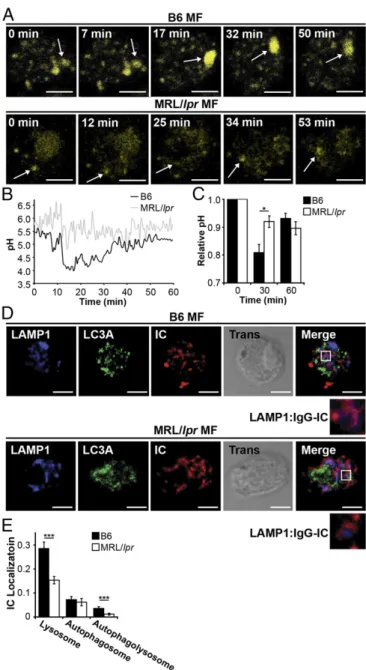 Fig. 3. MRL/lpr MFs fail to mature the lysosome. (A and B) BMMFs were stimulated with IgG-ICs, and the pH of the maturing phagosomes were assessed by ratiometric two-photon microscopy; three experiments, three mice, 10–25 cells