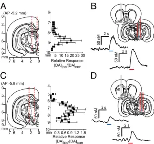 Fig. 3. Stimulation of contralateral dopamine neurons produces variable dopamine release in the striatum