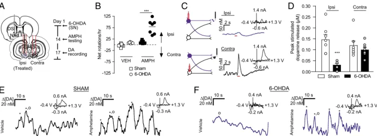 Fig. 5. Activation of the contralateral SN evokes dopamine release in 6-OHDA–lesioned rats
