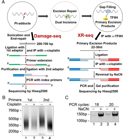 Fig. 1. Damage-seq and XR-seq methods. (A) Schematic representation of the methods. Red stars indicate the Pt-DNA adducts
