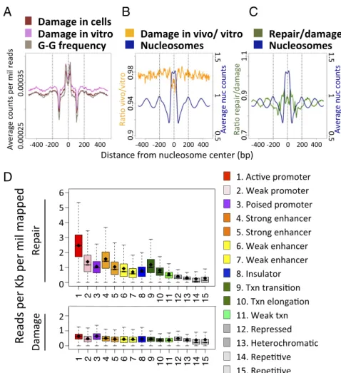 Fig. 4. Effect of nucleosomal location and chromatin states on cisplatin damage formation and repair