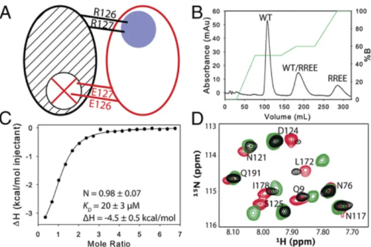 Fig. 1. Characterization of the mixed dimers. (A) Schematic of a mixed labeled dimer showing the sites of mutation