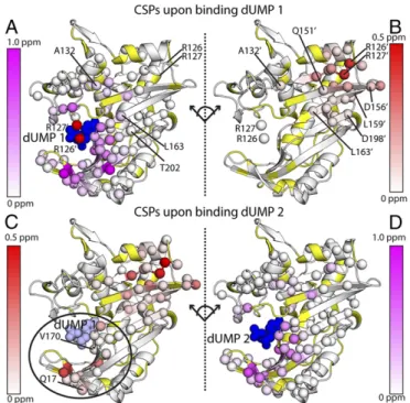 Fig. 2. Chemical shift perturbations of the two dUMP binding events. The ef- ef-fects of binding the first dUMP to the binding (A) and nonbinding (B) subunits of the dimer are shown at the Top, using the CSP scheme shown in Fig