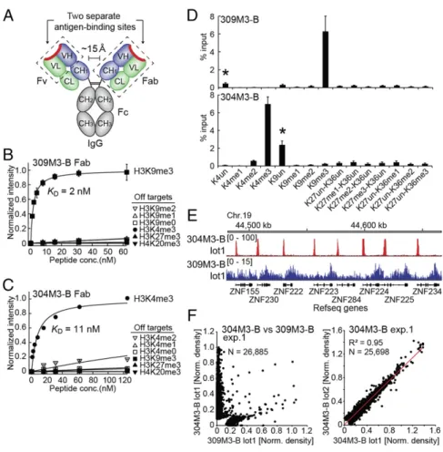 Fig. 1. Exquisite specificity and high affinity of re- re-combinant antibodies to H3K4me3 and H3K9me3.