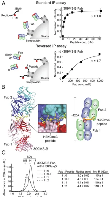 Fig. 2. Cooperative dimerization of two antigen-binding sites. (A) Effects of the assay orientation on the binding reactions of 309M3-B