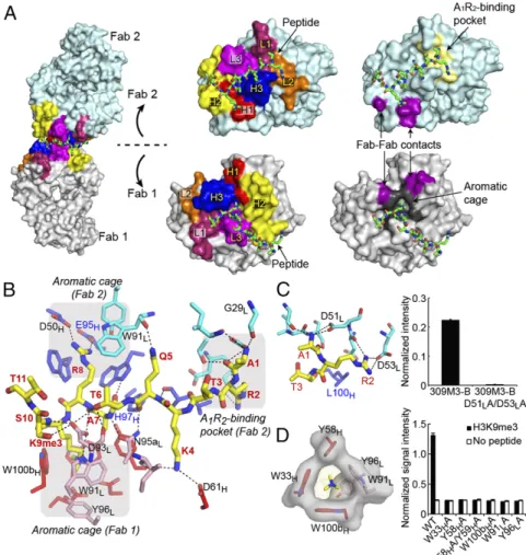 Fig. 3. Recognition of a single H3K9me3 peptide at the interface of two antigen-binding sites