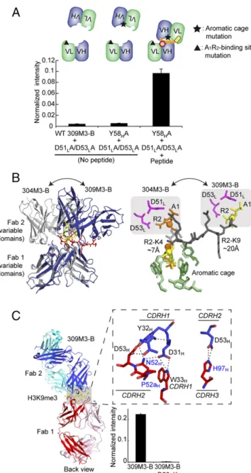 Fig. 4. Structural basis for the exquisite sequence specificity of the antibodies. (A) Two complementary half-site mutants retained  antigen-binding function by forming a heterodimer