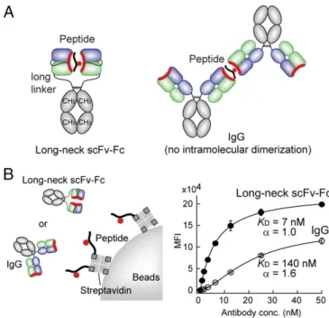 Fig. 5. An antibody format that promotes head-to-head dimerization. (A) Schematic structure of the long-neck scFv-Fc format and the IgG format of an antibody exhibiting antigen clasping
