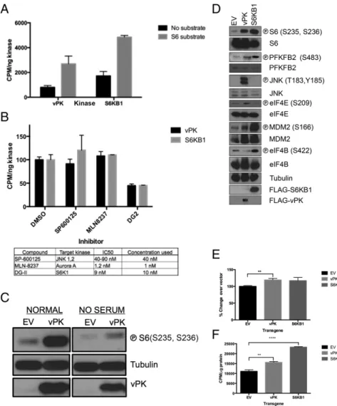 Fig. 2. KSHV vPK phosphorylates several S6KB1 substrates. (A) An in vitro kinase assay was  per-formed with recombinant vPK and S6K using a  syn-thetic S6 substrate