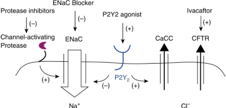 Figure 1. Hydration of airway surfaces is controlled by multiple ion channels. These channels and the regulatory elements that govern their activity provide multiple potential therapeutic targets that could be used to restore mucus hydration and clearance 