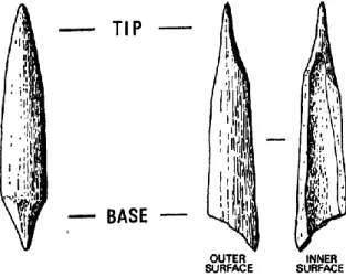 Figure 2: Terminology of bone points (Newcomer 1974, 141). 