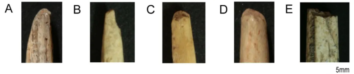 Figure  7:  Examples  of  impact  and  post-depositional  fractures  to  the  distal  tip  of  antler  projectile  points  according  to  Langley:  (A)  Mushrooming;  (B)  Chipping;  (C)  Crushing;  (D)  Rounding;  and  (E)   Post-depositional fracture (La