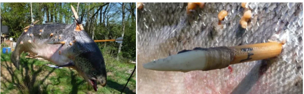 Figure  17:  (left)  Experimental  point  3641  shot  for  the  12th  time,  into  the  back  of  the  salmon  with  a  penetration depth of 20.5cm
