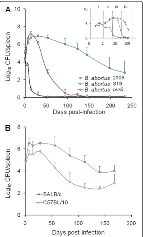 Figure 1 Replication profiles of B. abortus in mice spleens. (A)Spleen replication curves of virulent (2308 strain), vaccine-attenuated(S19 strain) and non-virulent (bvrS mutant) B