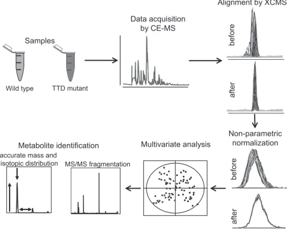 Figure 1. Analytical workflow. 