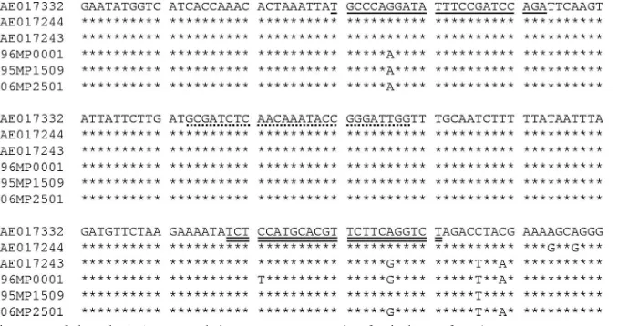 FIG. 1. Sequence alignment of the mhp165 gene real-time PCR target region for isolates of Msequence from