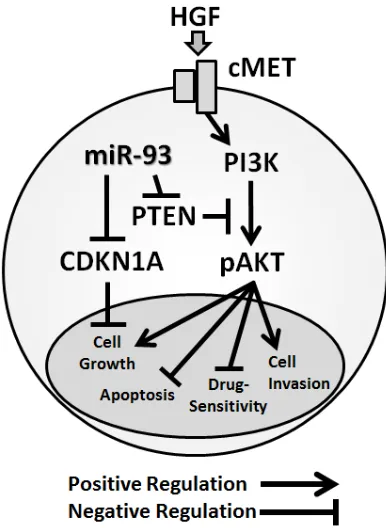 Figure 7: Schematic representation of miR-93 with the oncogenic c-Met/PI3K/Akt pathway miR-93 directly binds to the PTEN and CDKN1A 3’UTRs.